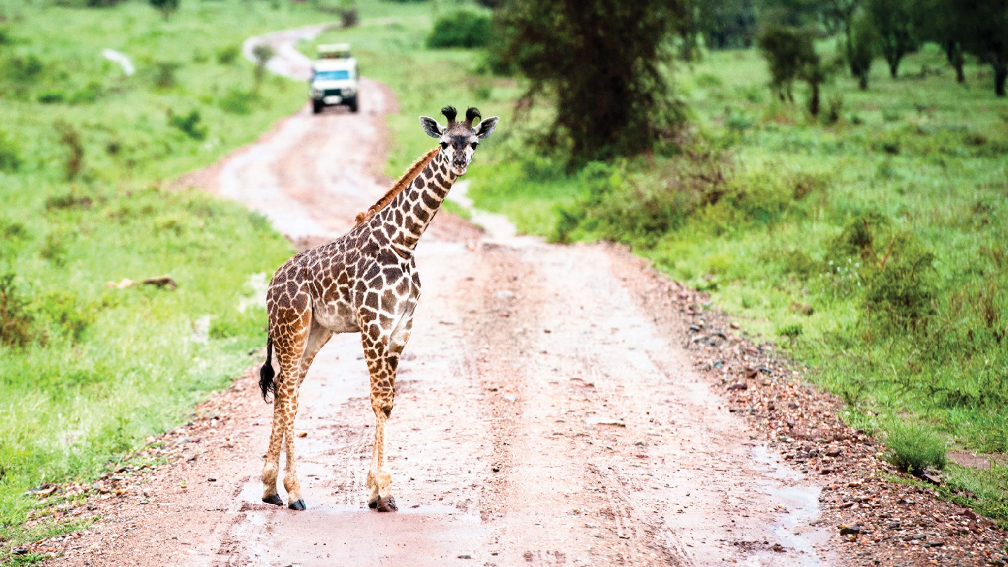 Long-Necked Visitors