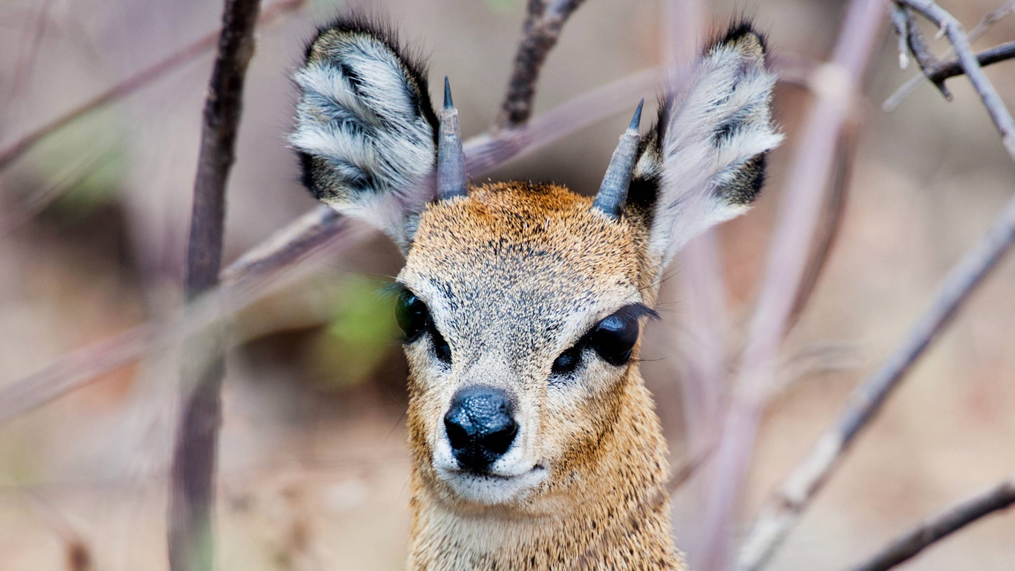 Mischievous Residents