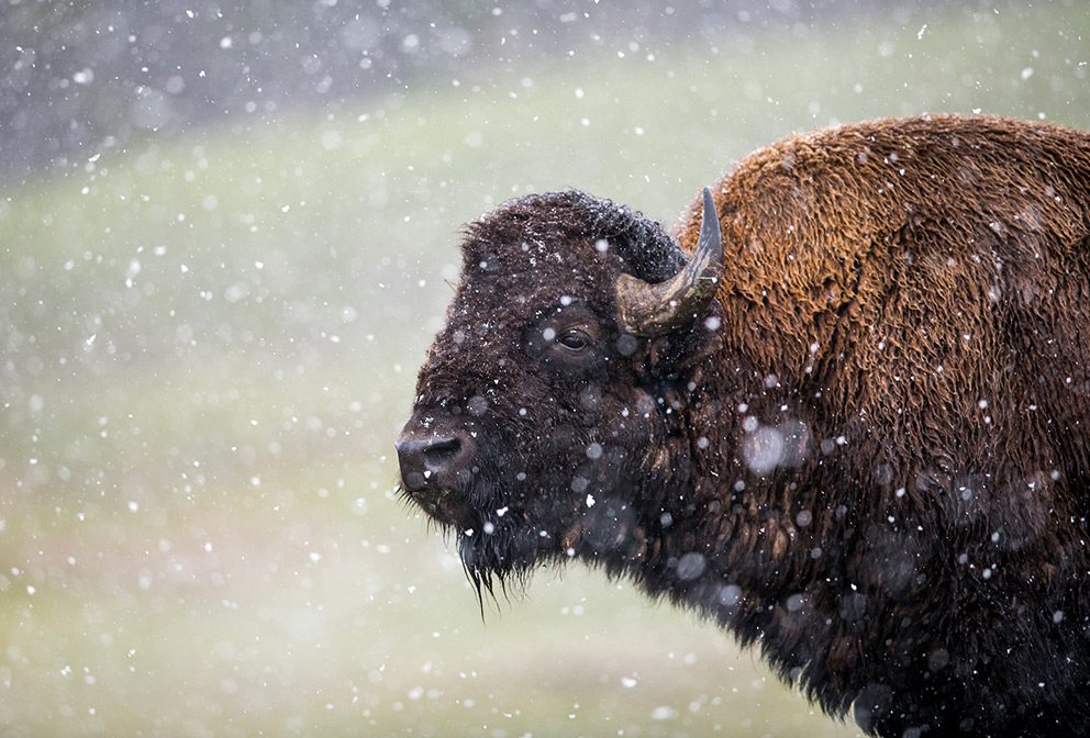 Bison at Jackson Hole