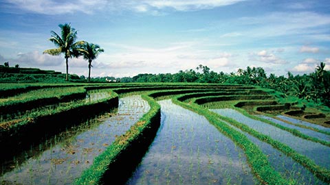 Discover Bali’s Natural Beauty and Idyllic Way of Life