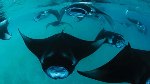 Swim with Majestic Sea Creatures in UNESCO-Protected Waters