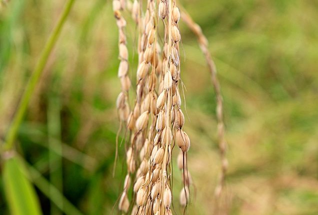 Grains from rice crop in Bali