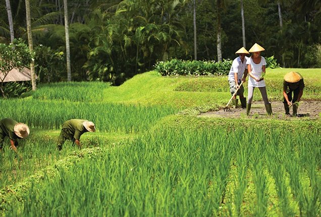 Rice planting Extraordinary Experience with Four Seasons Resort Bali at Sayan
