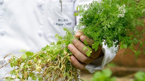 Venture Into the Wild with a Botanical Expert and Collect Native Ingredients for a Gourmet Feast