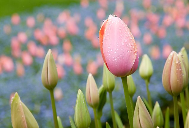 Tulips in FiLoLi gardens