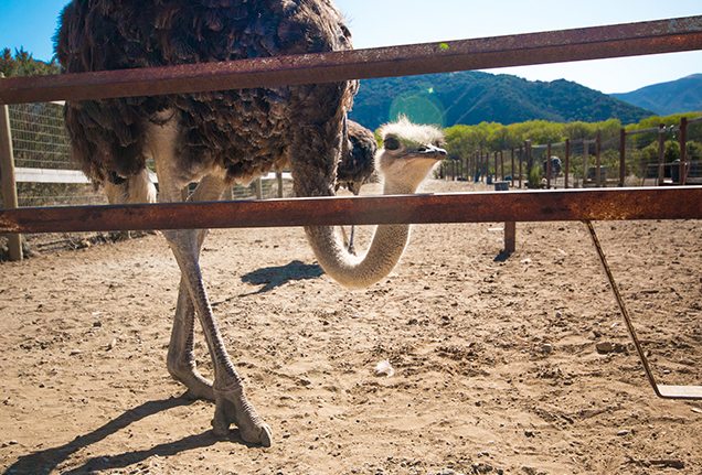 OstrichLand USA in Santa Barbara