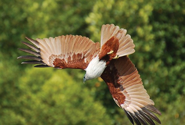 Flying Brahminy Kite in Langkawi