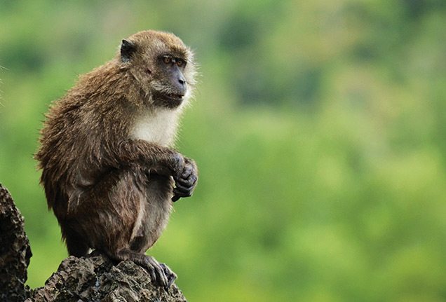 Macaque in Langkawi