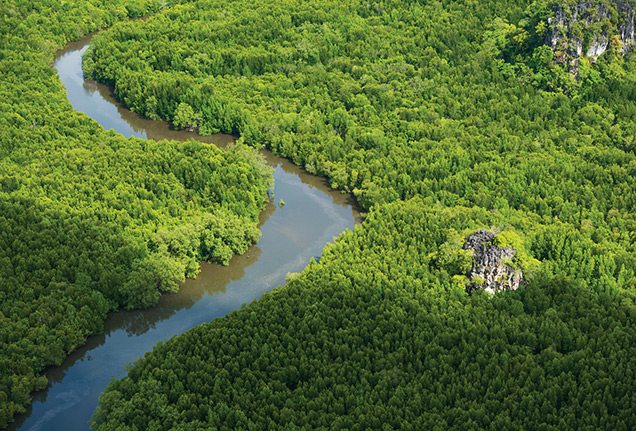 Aerial view of Langkawi mangroves