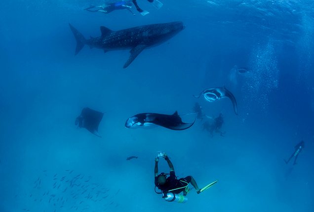 Diving with sharks and manta rays on Four Seasons Explorer