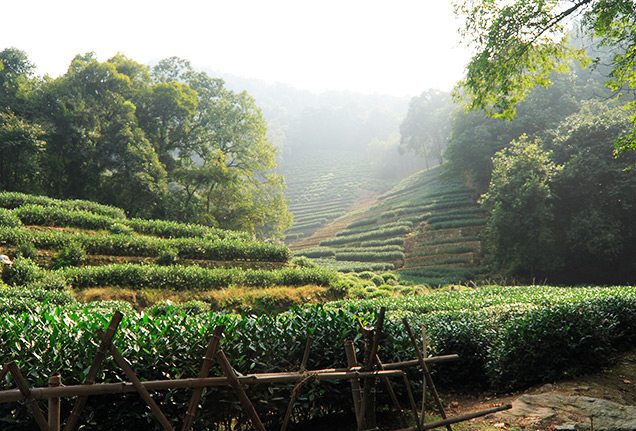 Longjing tea picking tour in Hangzhou