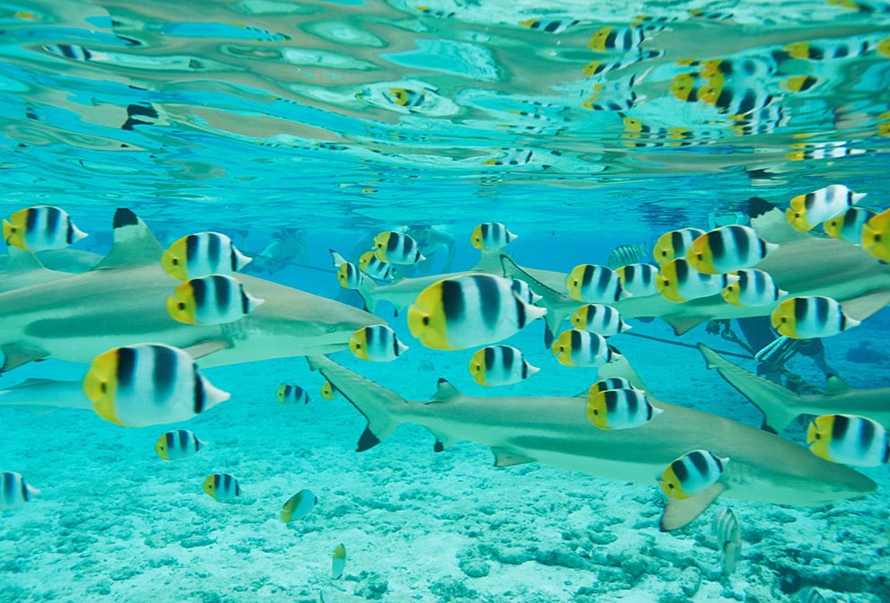Snorkeling with Sharks at FS Bora Bora