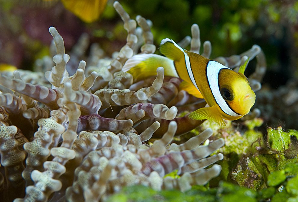 Great Barrier Reef Fish