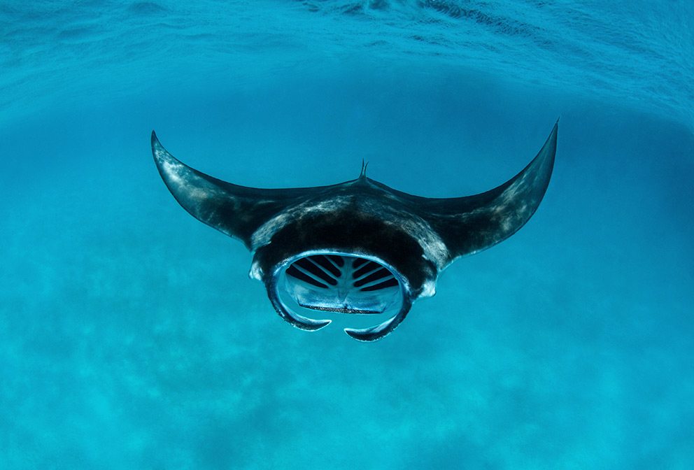 Manta Ray, Manta alfredi, Baa Atoll, Maldives