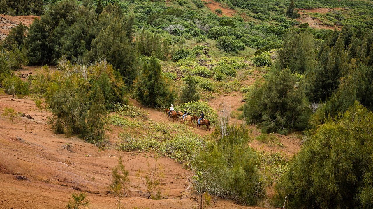 Horseback Riding in Lanai