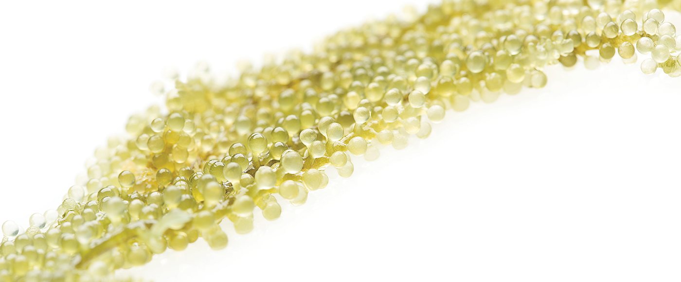 Okinawan “seaweed caviar” – umibudo