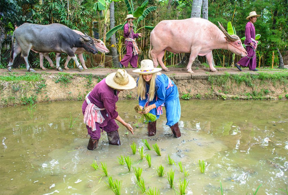Rice farming in Chiang Mai