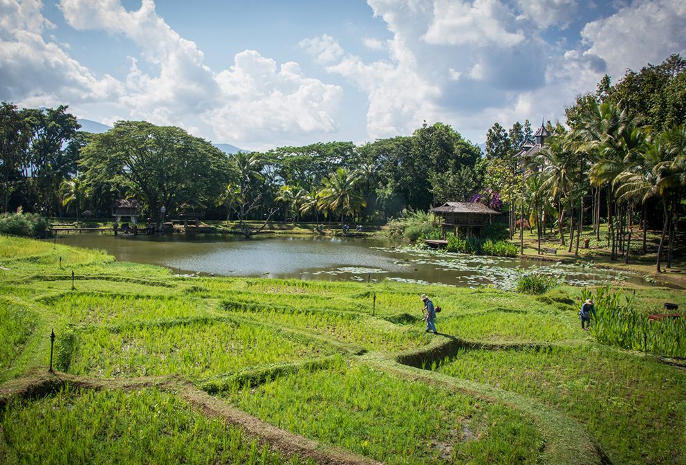 Breakfast in the Rice Fields, Four Seasons Resort Chiang Mai
