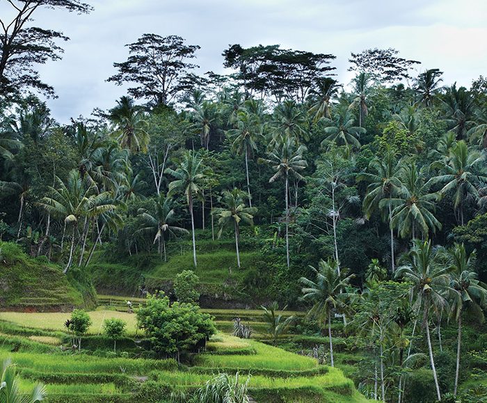 Rice terraces at Tegallalang, Ubud, Bali