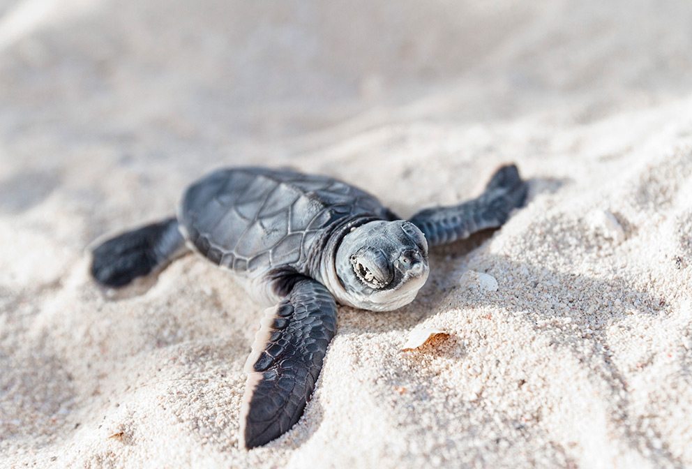 baby sea turtle in Nevis