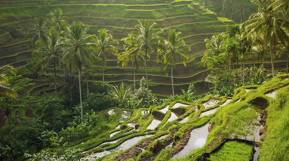 Rice fields in Bali