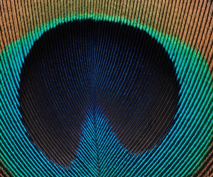 Peacock feather
