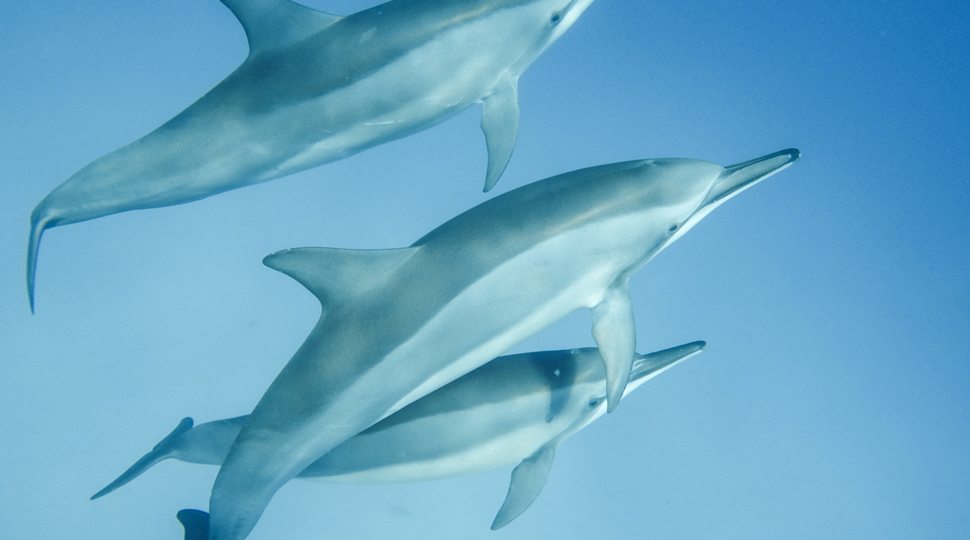 Dolphins