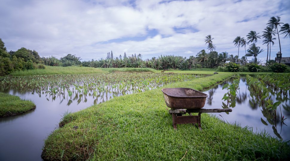 A rice field