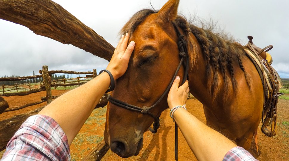 Horse therapy experience