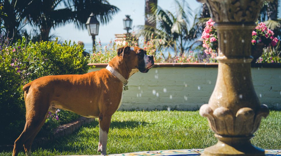 Pets at Four Seasons Santa Barbara
