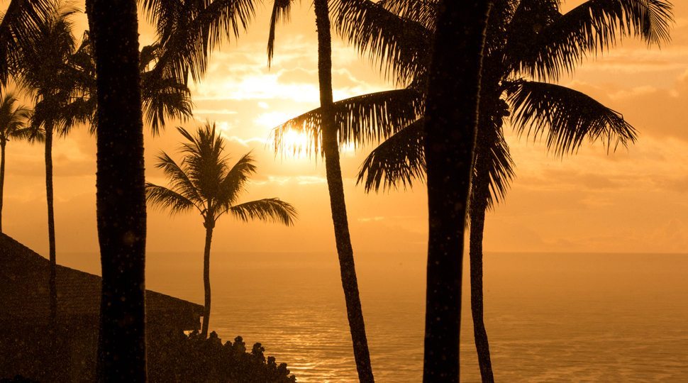 Sunset through the palm trees