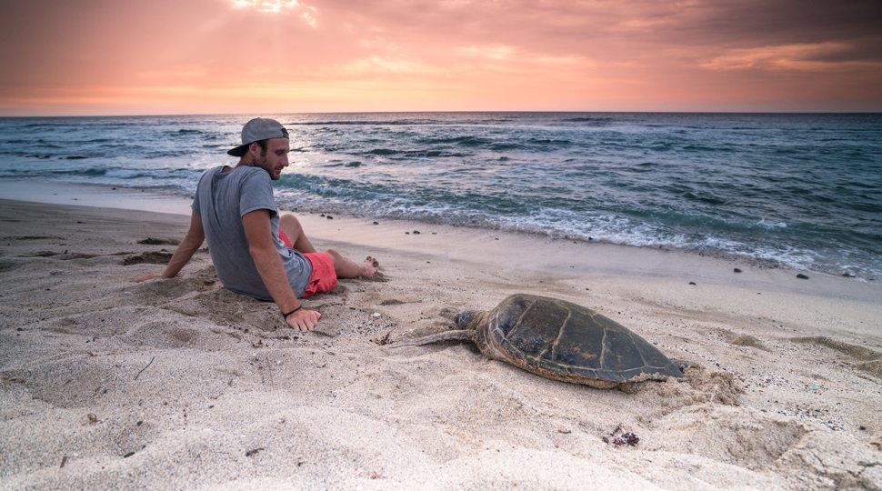 Man sitting near turtle on beach