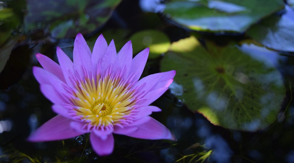 Hawaii Flower