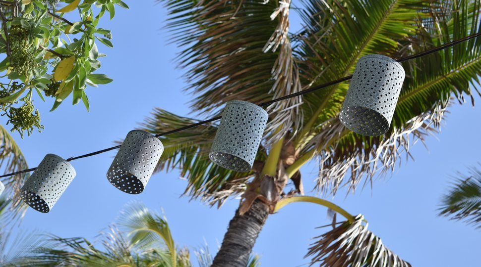 palm trees and lanterns