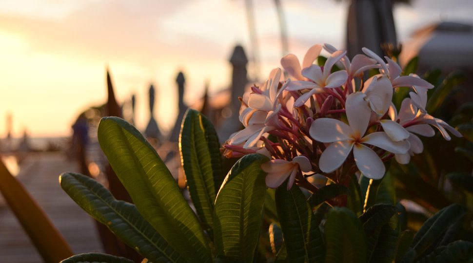 Flowers at Four Seasons Hualalai