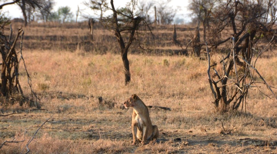 A lioness