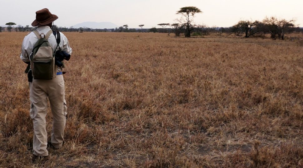 Walking safari