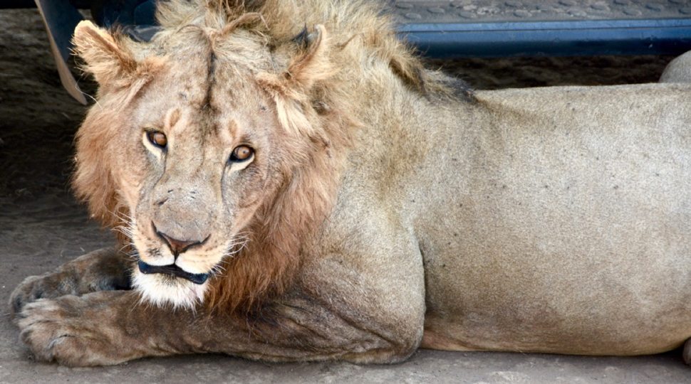 A lion resting