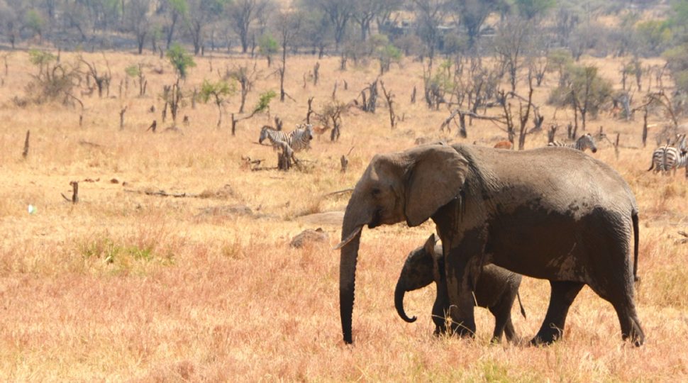 Elephants