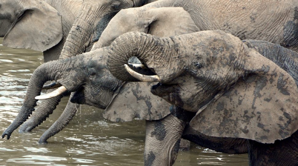Elephants at a watering hole