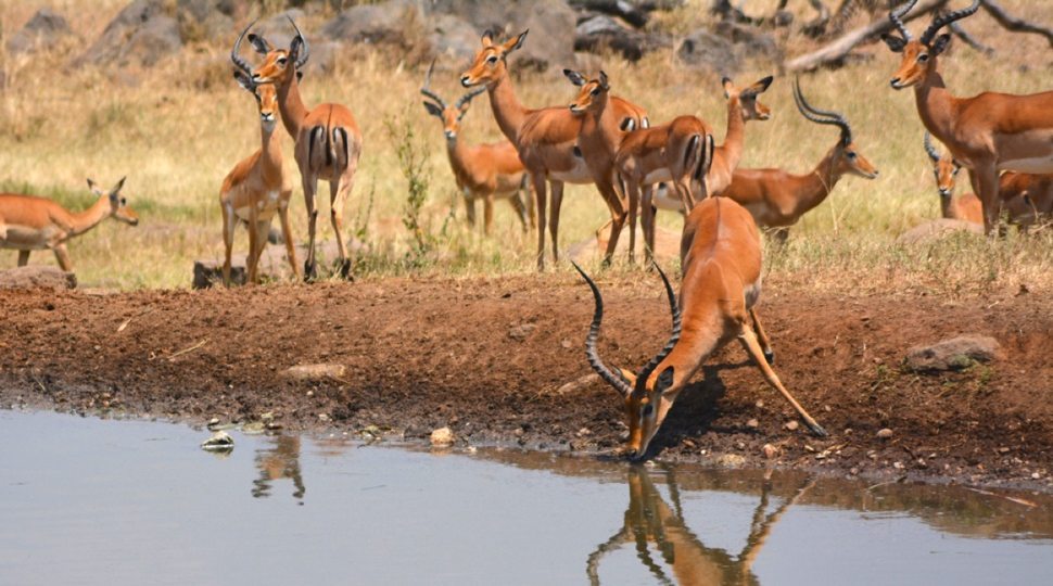 Gazelles