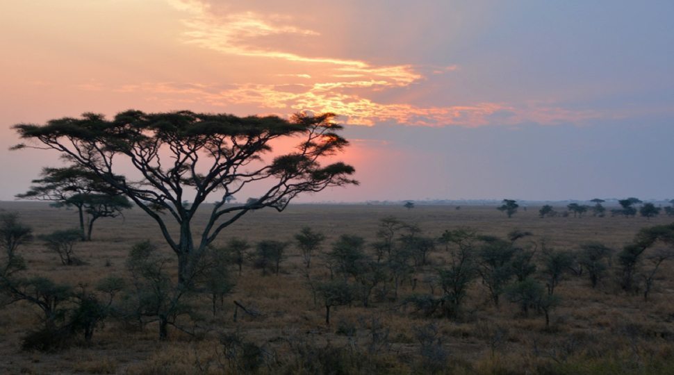 Safari sunset