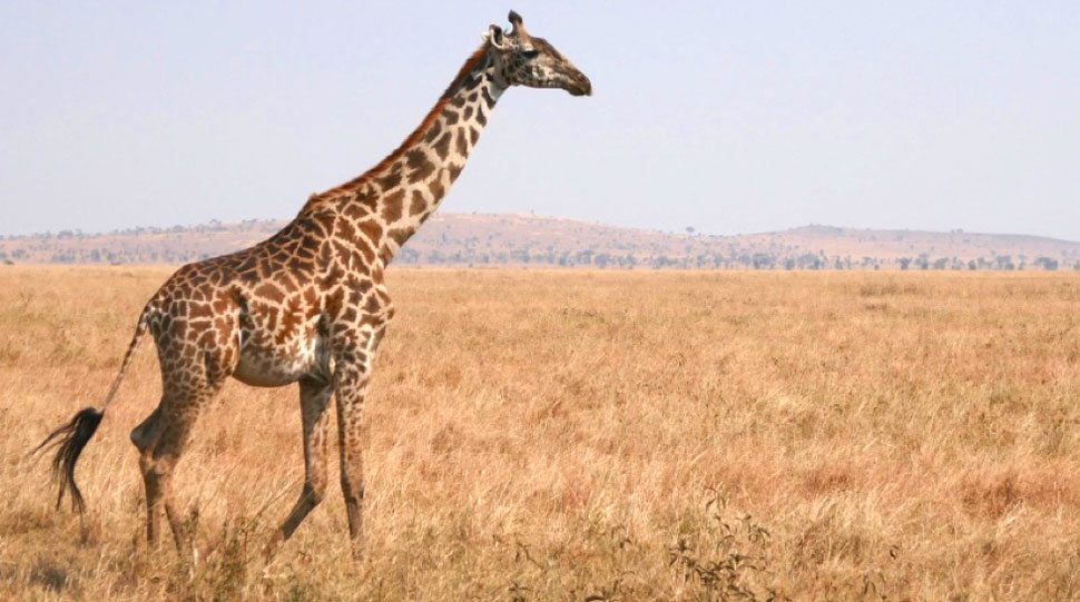 Giraffe