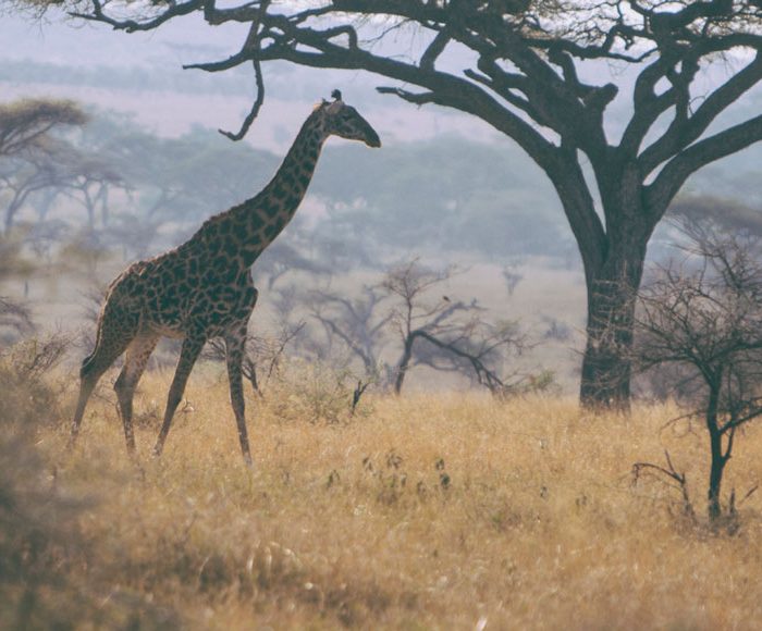 Giraffe in Serengeti