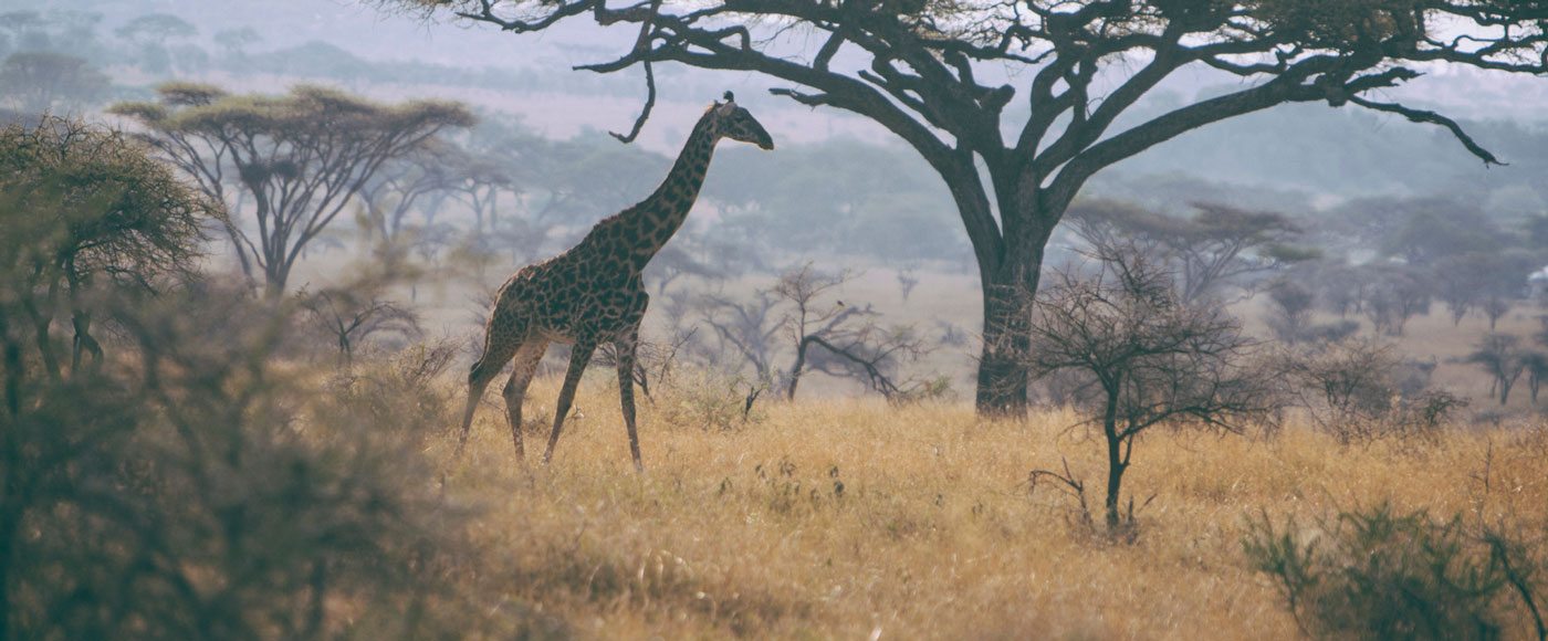 Giraffe in Serengeti