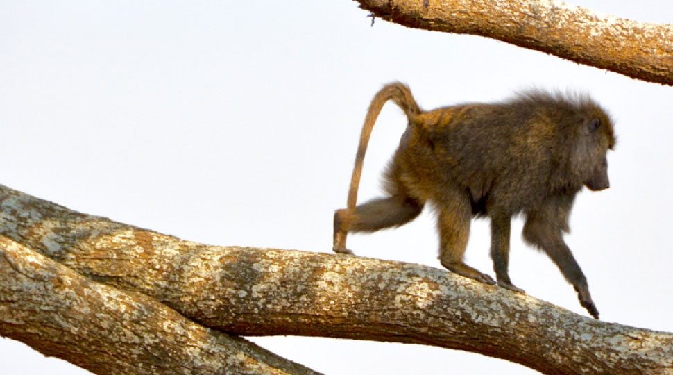 Baboon