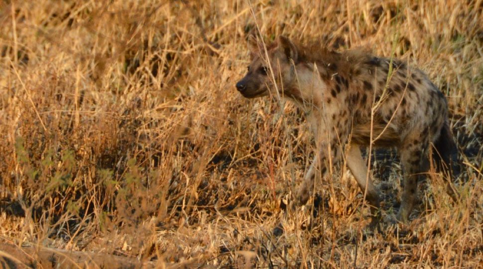 Hyena in the Serengeti