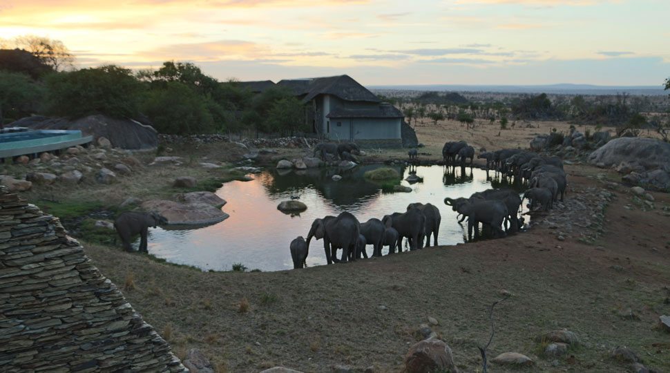 Watering Hole Four Seasons Serengeti