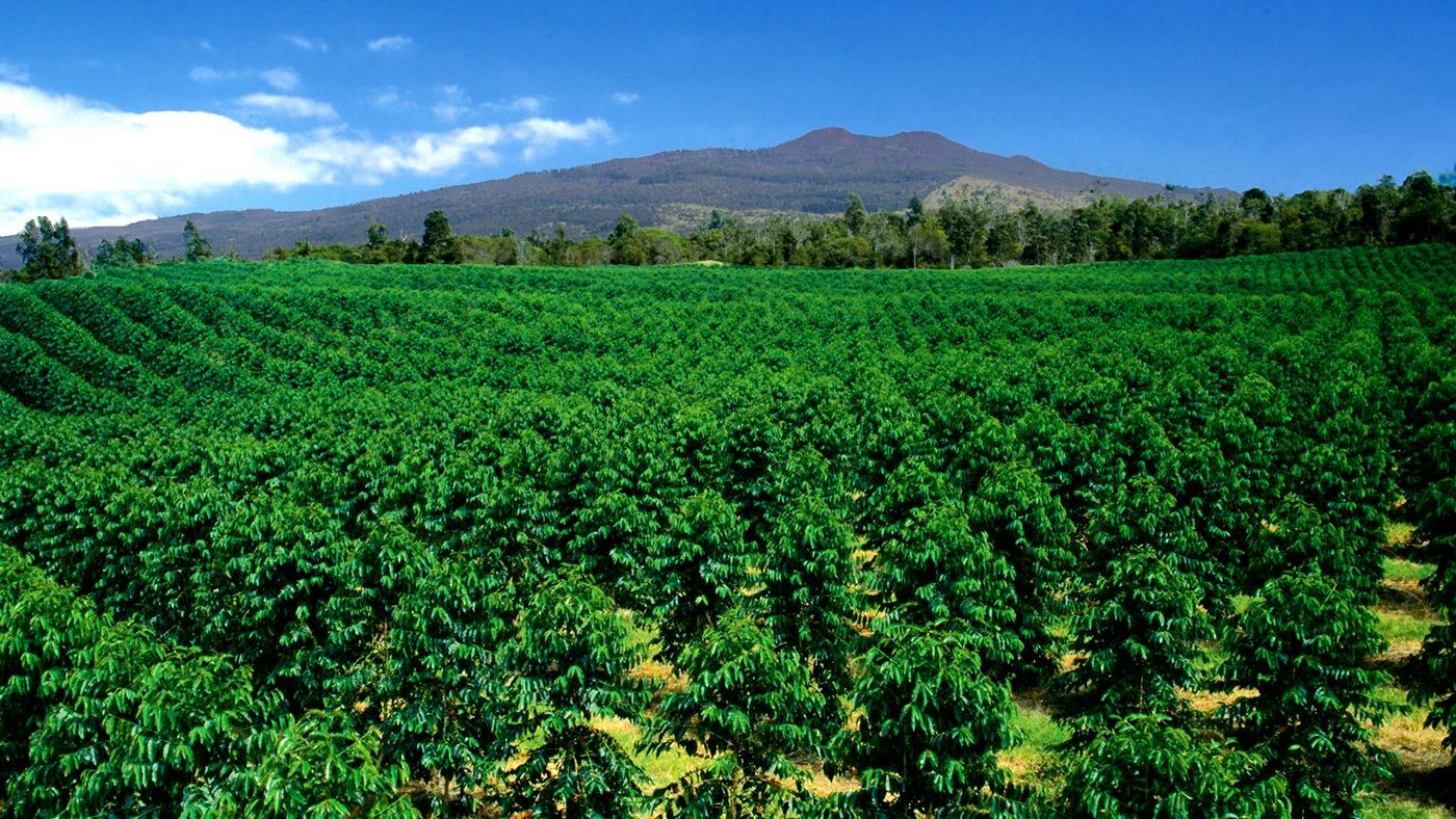 Kona Coffee Helicopter Tour