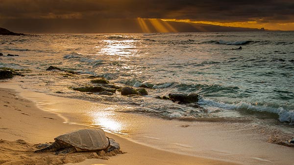 Sea Turtles at Four Seasons Maui at Wailea